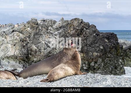 Foche di elefante australe (Mirounga leonina), sulla spiaggia dell'isola di Robert, Antartide, Polar Regions Foto Stock