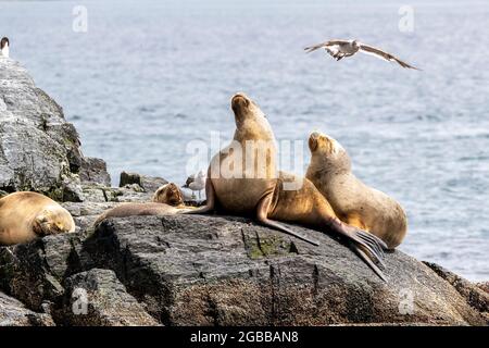 Leoni marini sudamericani (Otaria flavescens) per adulti trasportati su un piccolo isolotto vicino a Ushuaia, Argentina, Sud America Foto Stock