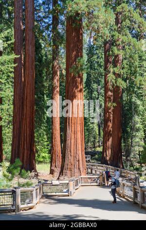 Sequoia gigante, Mariposa Grove, Parco Nazionale di Yosemite, Sito Patrimonio dell'Umanità dell'UNESCO, California, Stati Uniti d'America, Nord America Foto Stock