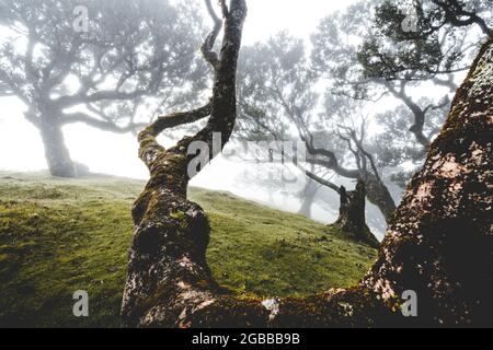Antica foresta di alloro nella nebbia, Fanal, isola di Madeira, Portogallo, Atlantico, Europa Foto Stock