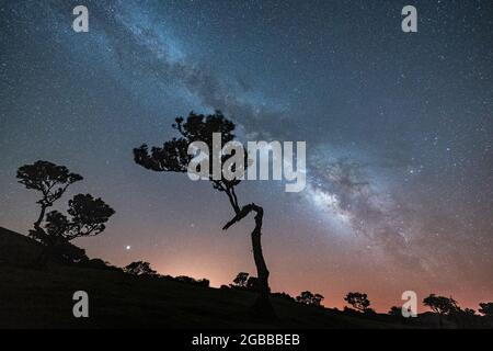 Via Lattea su silhouette di alberi nella foresta di Fanal, isola di Madeira, Portogallo, Atlantico, Europa Foto Stock