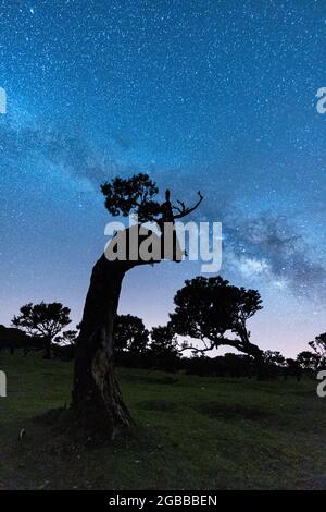 Via Lattea nel cielo notturno sui tronchi di alberi della foresta di Fanal, isola di Madeira, Portogallo, Atlantico, Europa Foto Stock