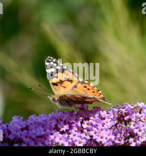 Vista laterale della farfalla di Fritillary che mostra il lato inferiore Foto Stock