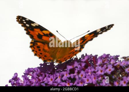 Pronto per il decollo, una farfalla di fritillary su buddleia Foto Stock