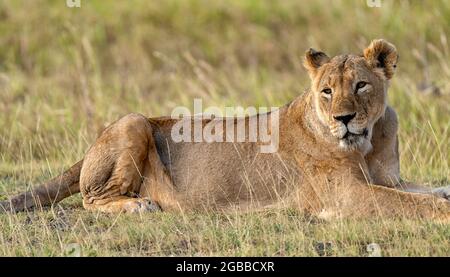 Un Leone (Panthera leo), Parco Nazionale Amboseli, Kenya, Africa Orientale, Africa Foto Stock