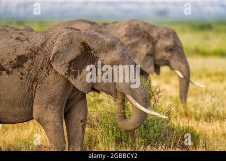 Elefanti (Loxodonta africana) che alimentano, nel Parco Nazionale di Amboseli, Kenya, Africa Orientale, Africa Foto Stock