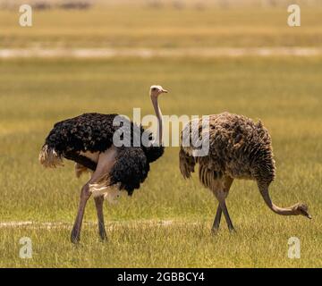 Due Ostriches (Struthio Camelus), nel Parco Nazionale di Amboseli, Kenya, Africa Orientale, Africa Foto Stock