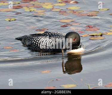 Comune Loon nuoto con un minnow nel suo becco con acqua giglio di fondo e primo piano nel suo ambiente e habitat paludoso. Immagine Loon. Foto Stock