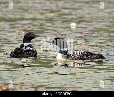 Loon comune e pulcino bambino loon cavalcare sulla schiena del genitore e celebrare la nuova vita con le cialde di ninfea nel loro ambiente e habitat circostante Foto Stock