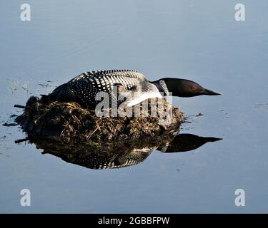 Loon nidifica sul suo nido con erbe paludose, fango e acqua presso la riva del lago nel suo ambiente e habitat che mostra occhi rossi, nero e bianco Foto Stock