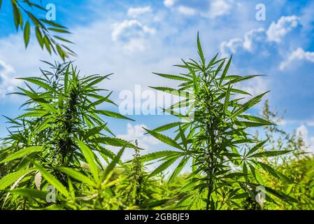 I cespugli di cannabis crescono sul campo contro il cielo in estate in una giornata di sole Foto Stock