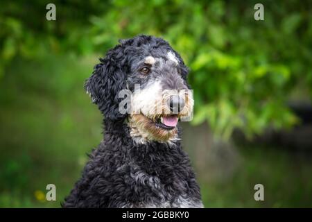 Royal Poodle nero e marrone chiaro Foto Stock