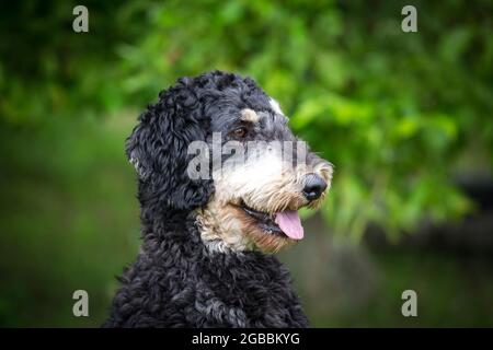 Royal Poodle nero e marrone chiaro Foto Stock