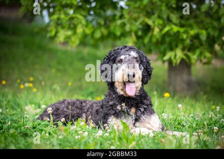 Royal Poodle nero e marrone chiaro Foto Stock