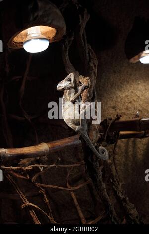 chameleon nel terrario, Chamaeleo Calyptratus, seduto su un ramo di un albero in un terrario Foto Stock