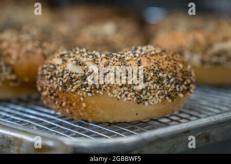 Primo piano di bagel appena sfornati con semi sulla parte superiore. Foto Stock