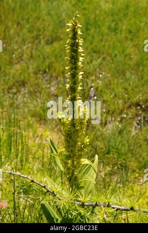 Vegetation salendo lungo il sentiero che va da Ceresole reale al lago di Dres nel Parco Nazionale del Gran Paradiso in Italia Foto Stock