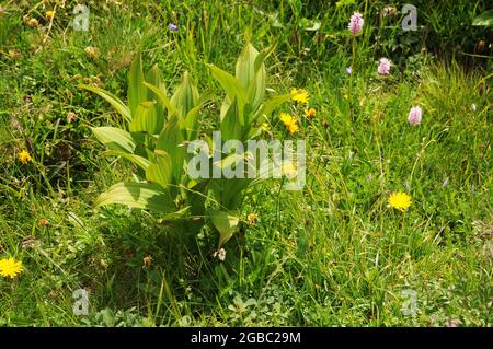 Vegetation salendo lungo il sentiero che va da Ceresole reale al lago di Dres nel Parco Nazionale del Gran Paradiso in Italia Foto Stock