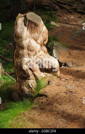 Ceppi nel bosco in Valle dell'Orco lungo il sentiero che sale al Lago di Dres nel Parco nazionale del Gran Paradiso Foto Stock