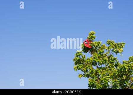 Aquilone rosso con la figura di Spiderman bloccato nell'albero in una giornata di sole Foto Stock