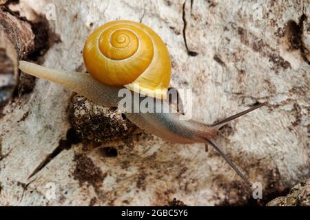 Piccola chiocciola con laccio bianco strisciata su legno vecchio, chiocciola. Con guscio giallo. Genere specie Cepaea hortensis. Foto Stock