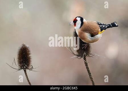 Uccello Goldfinch variegato seduto su un cardo asciutto. Alla ricerca di cibo. Il cibo è semi piccoli. Vista laterale, primo piano. Genere specie Carduelis carduelis. Foto Stock