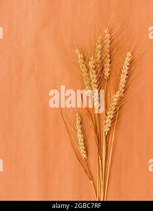Bouquet di gattiletti secchi di grano o orzo su fondo arancione. Foto Stock