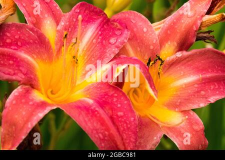 Rosa fiore di giglio Hemerocallis 'guance ciliegie' Foto Stock