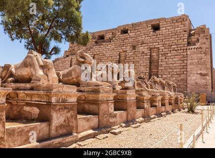 Vicolo di Sphinx nel complesso del tempio di Karnak, Luxor, Egitto. Foto Stock