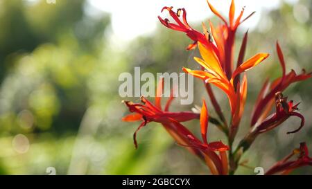 Canna rosso indica fiore, foglie verde scuro, California, Stati Uniti. Elegante fioritura floreale di arrowroot. Esotica giungla tropicale foresta pluviale atmosfera botanica. Foto Stock