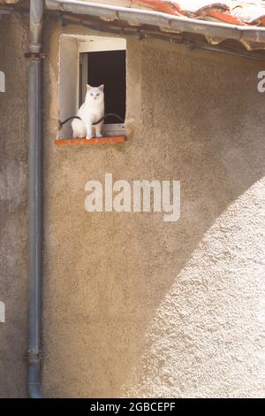 Gatto bianco senza paura seduto al bordo di una finestra in un villaggio nel sud della Francia Foto Stock