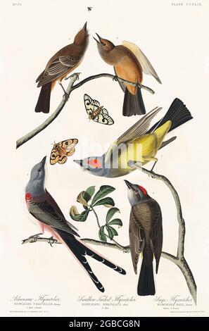 Arkansaw Flycatcher, Flycatcher con coda di rondine e dice Flycatcher dagli uccelli d'America (1827) da John James Audubon (1785 - 1851), inciso da Robert Foto Stock