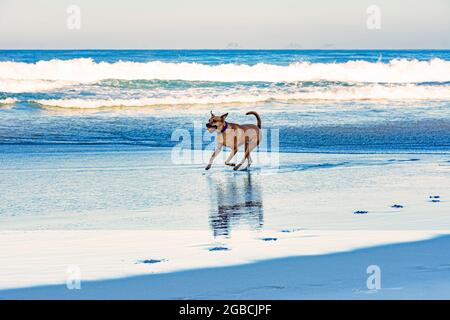 Cor cane che corre con la palla in bocca sulle sabbie della spiaggia di Ipanema a Rio de Janeiro Foto Stock