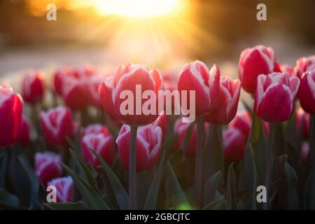 Bei tulipani sullo sfondo del sole della sera Foto Stock