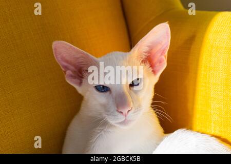 Gattino orientale shorthair bianco seduto sulla poltrona gialla Foto Stock