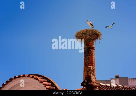 Cicogne bianche europee nidificano Ciconia ciconia su un camino con una cicogna in residenza contro un cielo blu chiaro. Silves nella regione di Algarve del Porto Foto Stock