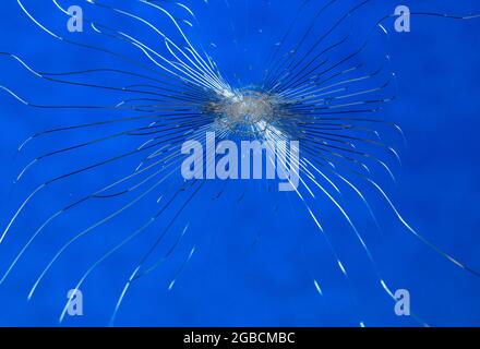 Rottura del vetro su sfondo blu. La finestra è rotta da vandali, danneggiati dalla pietra Foto Stock