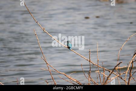 King Fisher Bird seduto sul ramo dell'albero Foto Stock