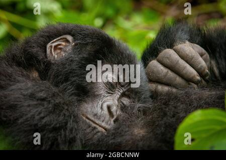 Femmina selvaggio gorilla di montagna dormendo Virunga parco Congo. Foto di alta qualità Foto Stock