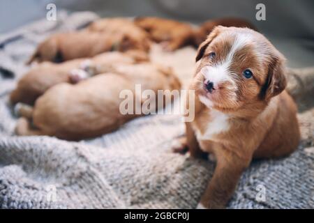 Ritratto di simpatico cucciolo seduto su coperta e guardando la macchina fotografica. Allevamento di Nova Scotia Duck Tolling Retriever. Foto Stock