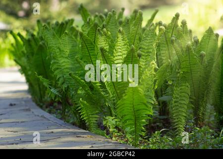 Fern che cresce lungo un sentiero nel parco Foto Stock