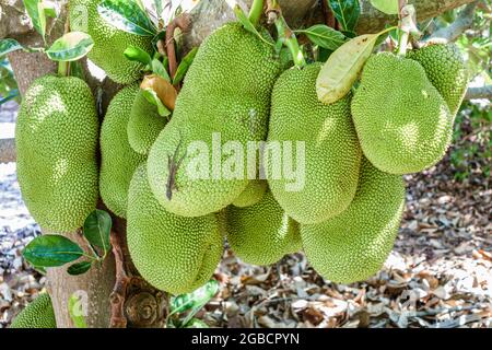 Florida South,Bradenton,Palma sola Botanical Park Garden,parco pubblico passivo,albero tropicale frutta jackfruit Artocarpus eterophyllus lizard, Foto Stock