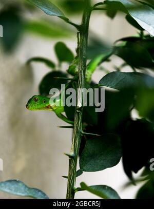 Valencia, Carabobo, Venezuela. 03 agosto 2021: Una piccola iguana verde bambino, meglio conosciuta come iguana comune, che appartiene alla famiglia degli iguanidi, cammina tra la recinzione di una casa e i cespugli nel giardino. A Valencia, Carabobo, Venezuela - Foto: Juan Carlos Hernandez (Credit Image: © Juan Carlos Hernandez/ZUMA Press Wire) Credit: ZUMA Press, Inc./Alamy Live News Credit: ZUMA Press, Inc./Alamy Live News Foto Stock