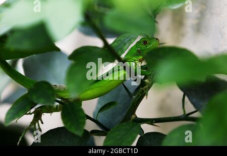 Valencia, Carabobo, Venezuela. 03 agosto 2021: Una piccola iguana verde bambino, meglio conosciuta come iguana comune, che appartiene alla famiglia degli iguanidi, cammina tra la recinzione di una casa e i cespugli nel giardino. A Valencia, Carabobo, Venezuela - Foto: Juan Carlos Hernandez (Credit Image: © Juan Carlos Hernandez/ZUMA Press Wire) Credit: ZUMA Press, Inc./Alamy Live News Foto Stock