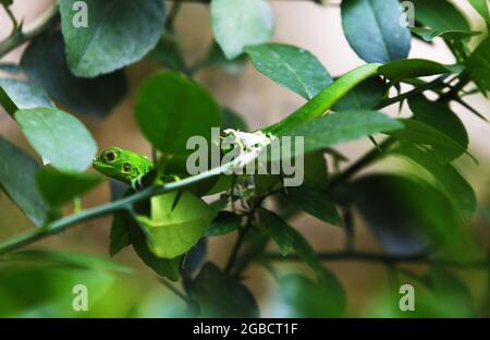 Valencia, Carabobo, Venezuela. 03 agosto 2021: Una piccola iguana verde bambino, meglio conosciuta come iguana comune, che appartiene alla famiglia degli iguanidi, cammina tra la recinzione di una casa e i cespugli nel giardino. A Valencia, Carabobo, Venezuela - Foto: Juan Carlos Hernandez (Credit Image: © Juan Carlos Hernandez/ZUMA Press Wire) Credit: ZUMA Press, Inc./Alamy Live News Foto Stock