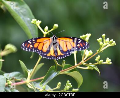 Farfalla monarca (Danaus plexippus) con ali espanse su sfondo verde Foto Stock