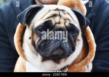 Close-up di Pug dog, 3 anni Foto Stock