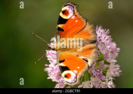 Farfalla di pavone su fiore Allium, Aglais io Inachis io Wings occhi Foto Stock