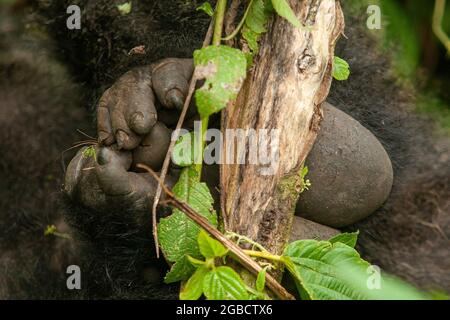 Primo piano feets femmina membro di una famiglia selvaggia gorilla di montagna nel Parco Nazionale Virunga Congo Foto Stock