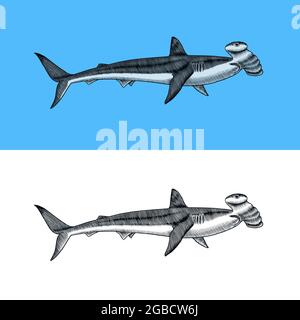 Grande squalo martello. Predatore marino requiem animale. Vita marina. Schizzo inciso vintage disegnato a mano. Pesci dell'oceano. Illustrazione vettoriale per Web, logo o. Illustrazione Vettoriale